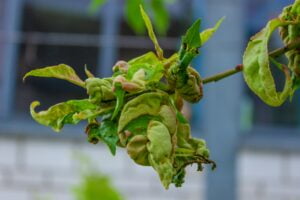 tree leaf disease, twisted peach tree leaves.