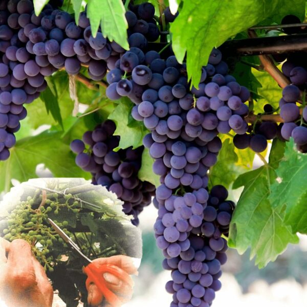 Chikamasa B-500SL Stainless Steel Grape Care Shears L-Shaped - Image 5